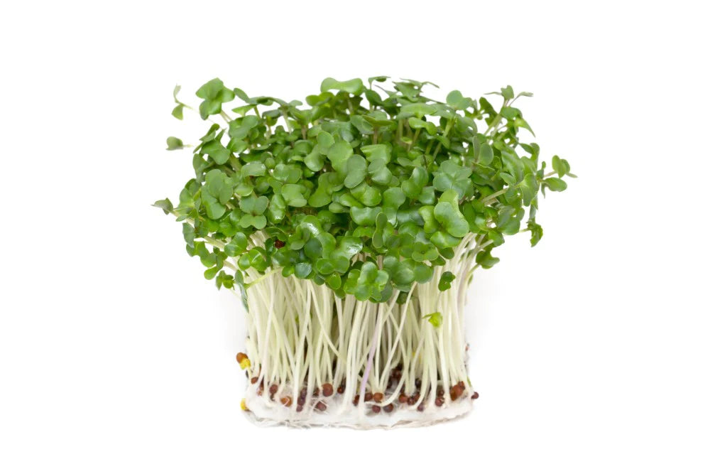 3 grunner til at jeg elsker spirer